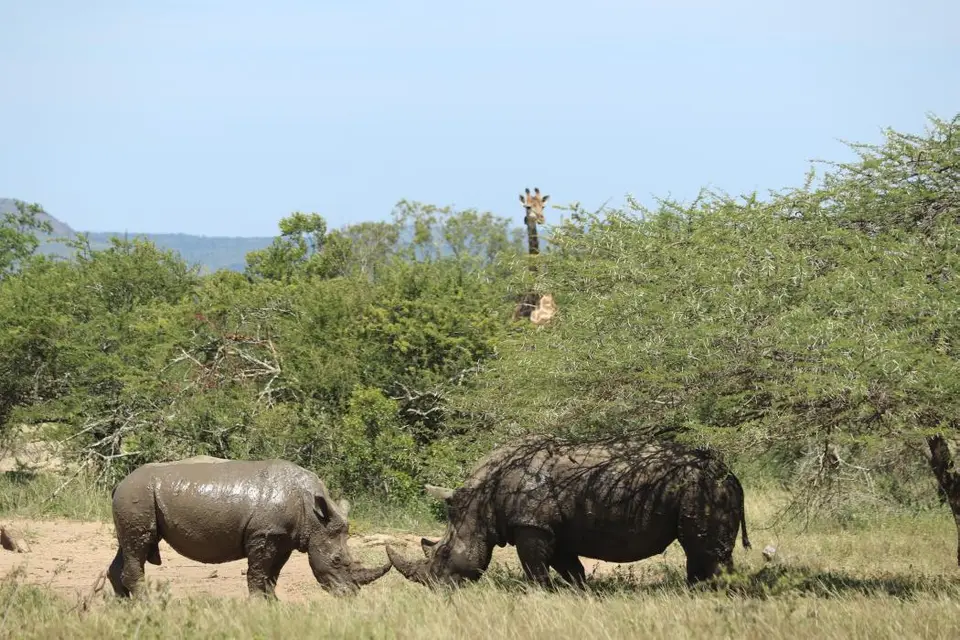 KZN19_.jpg1(6).jpg