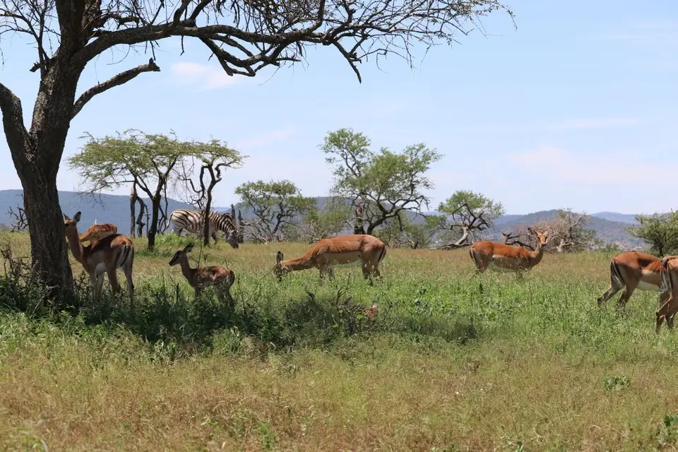 KZN19_.jpg1(62).jpg