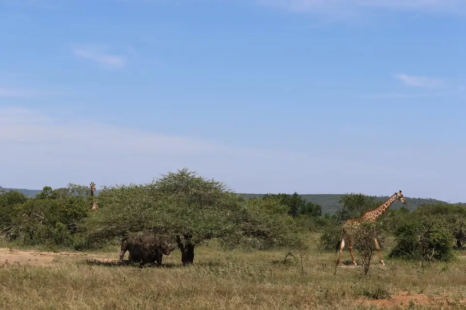 KZN19_.jpg1(7).jpg