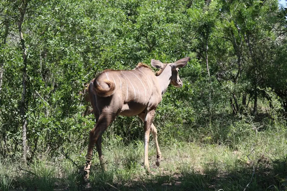 KZN19_.jpg1(8).jpg