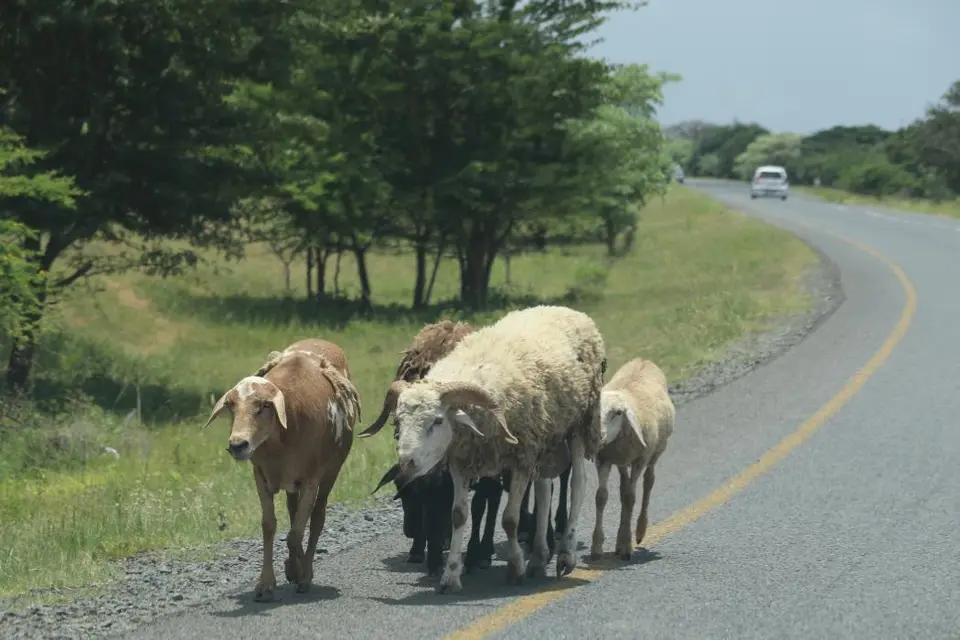 KZN20_jpg(105).jpg