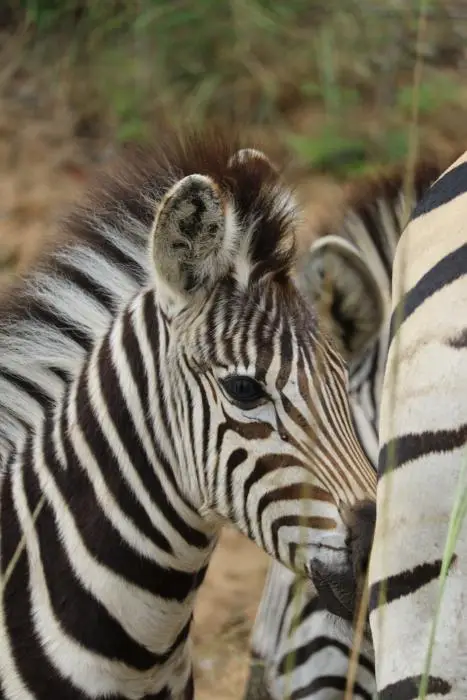 KZN20_jpg(23).jpg