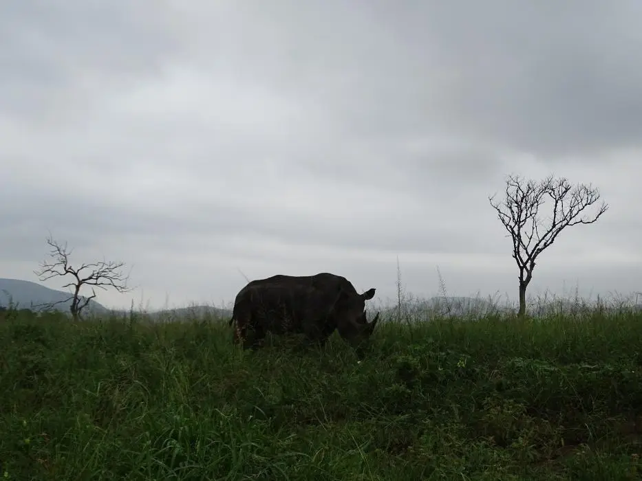KZN20_jpg(46).jpg