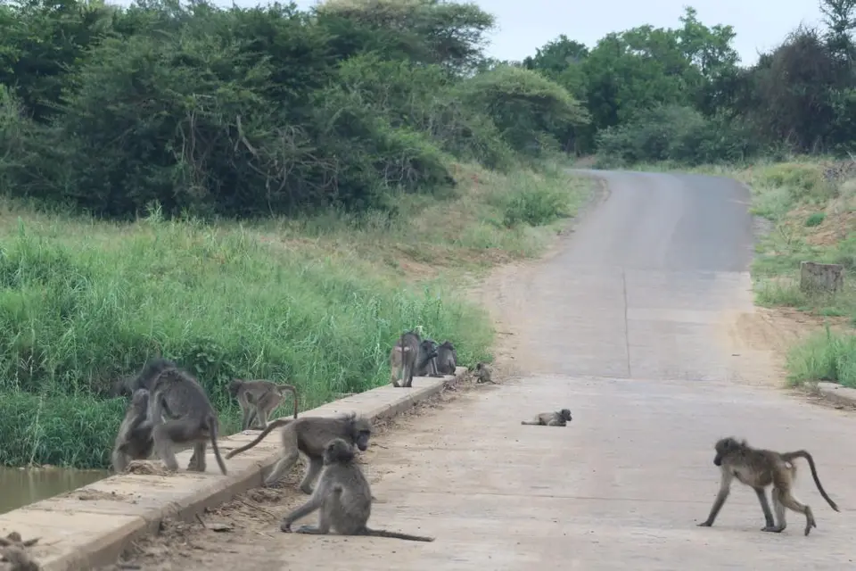 KZN20_jpg(5).jpg
