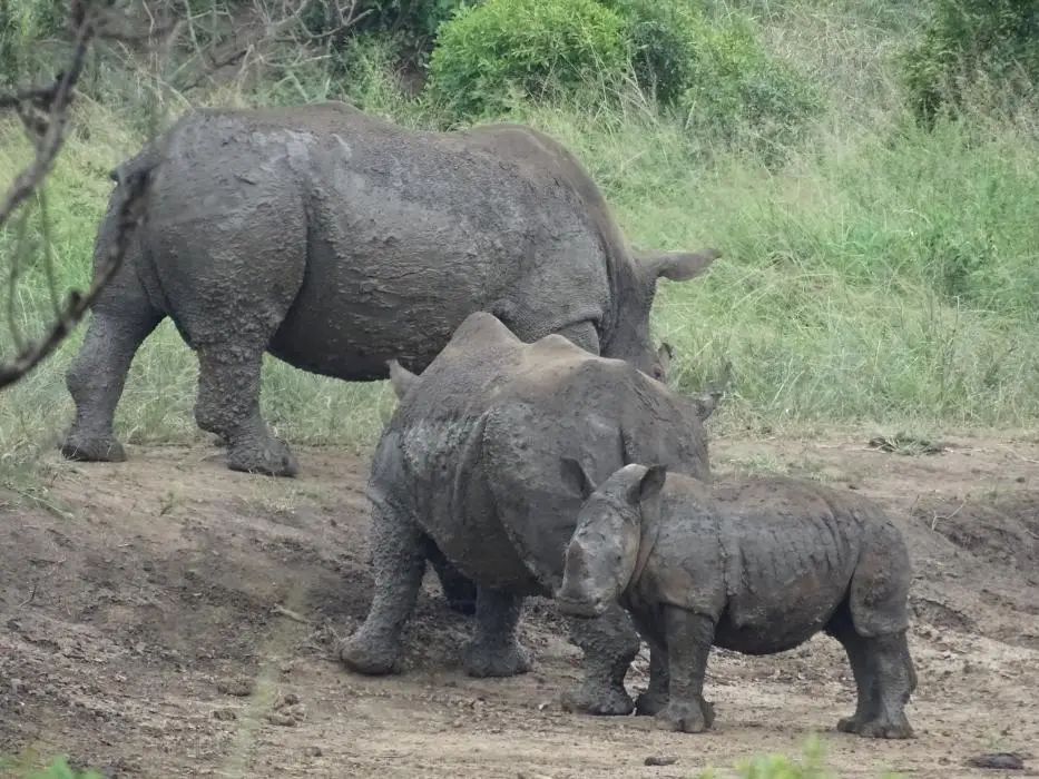KZN20_jpg(53).jpg