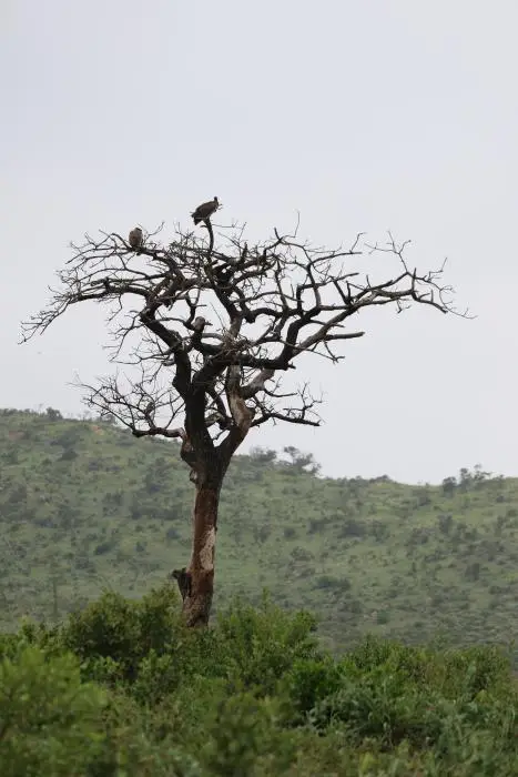 KZN20_jpg(61).jpg