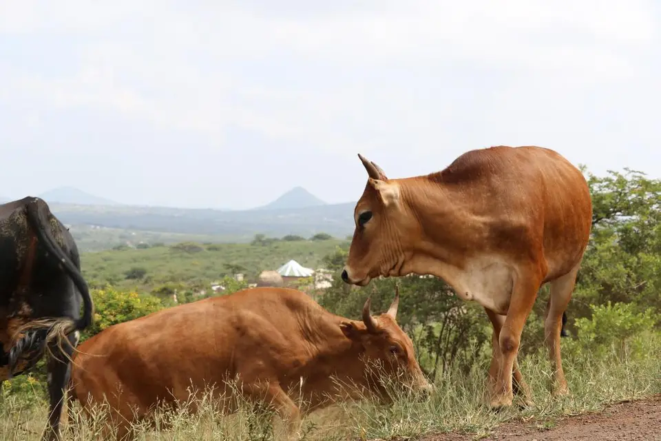 KZN20_jpg(79).jpg