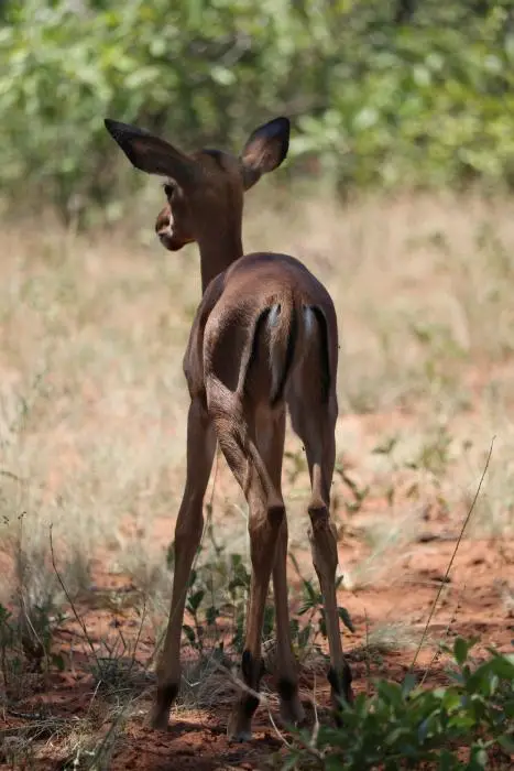 KZN23_.jpg(42).jpg