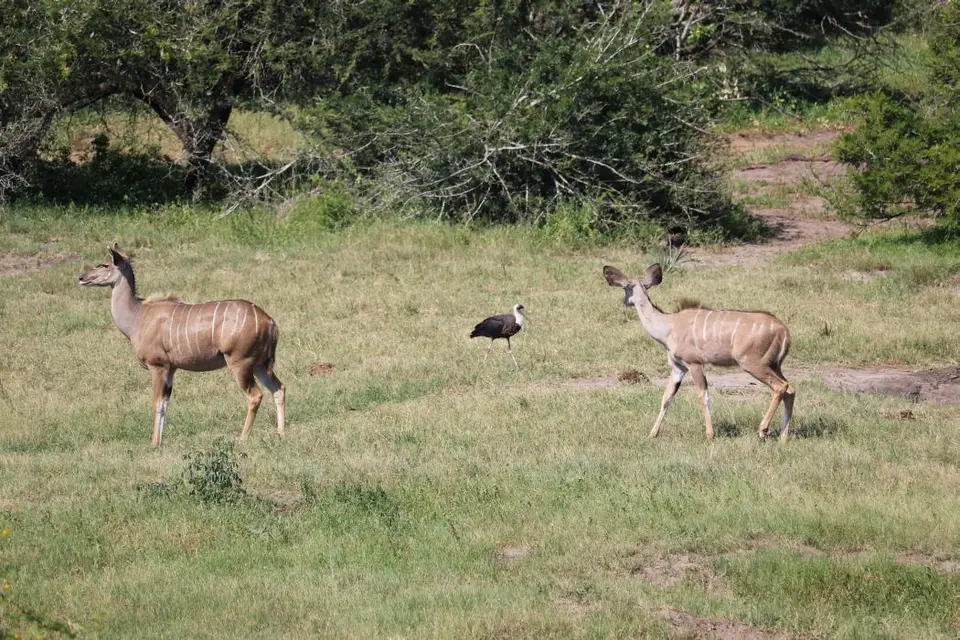 KZN24_jpg(55).jpg