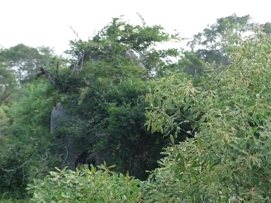 KZN25_jpg(133).jpg