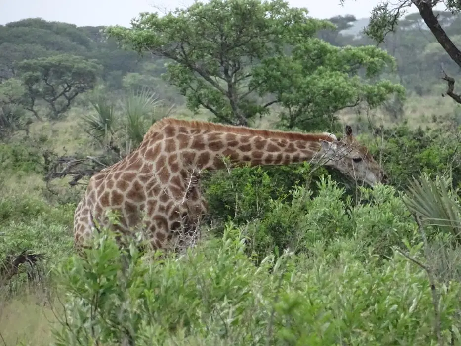 KZN25_jpg(3).jpg