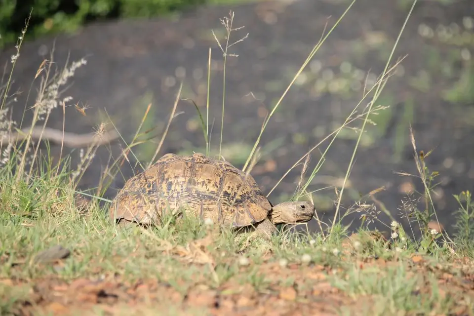 KZN26_(101).jpg