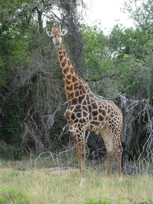 KZN26_(5).jpg
