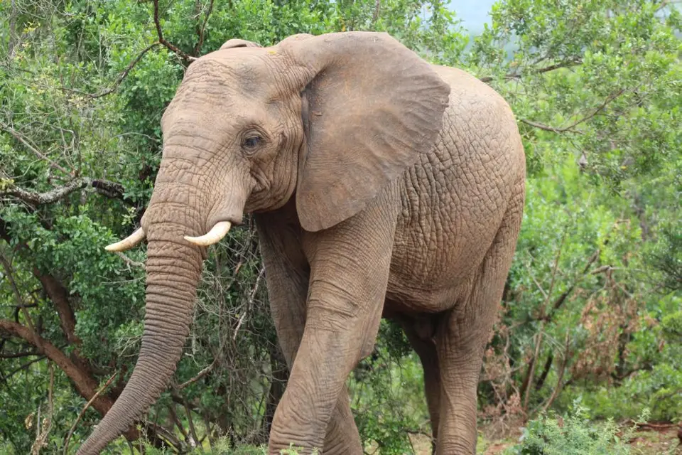 KZN27_(108).jpg