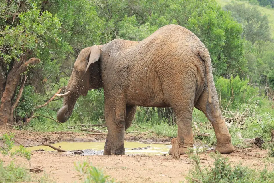 KZN27_(121).jpg
