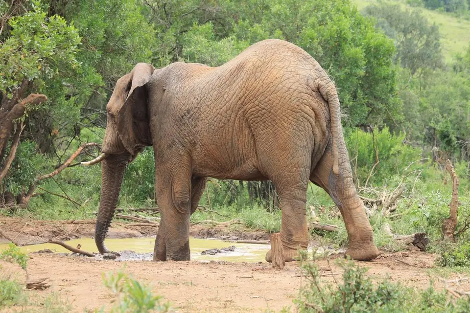 KZN27_(122).jpg