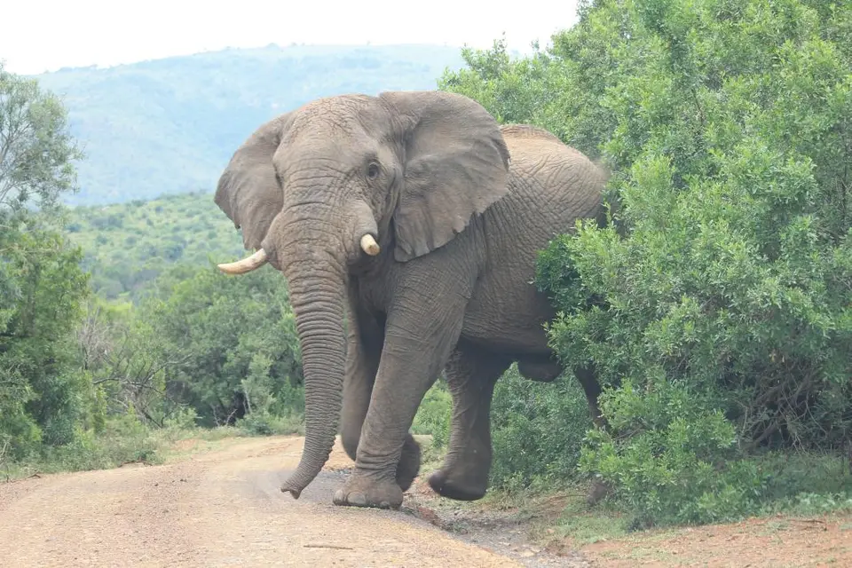 KZN27_(132).jpg