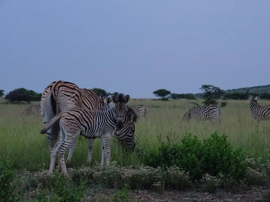 KZN27_(2).jpg