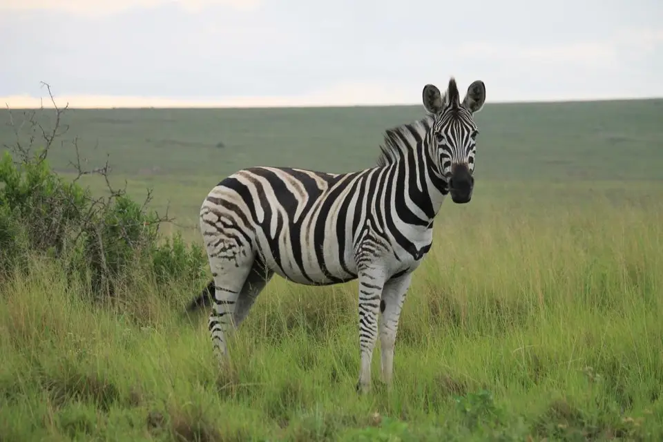 KZN27_(211).jpg