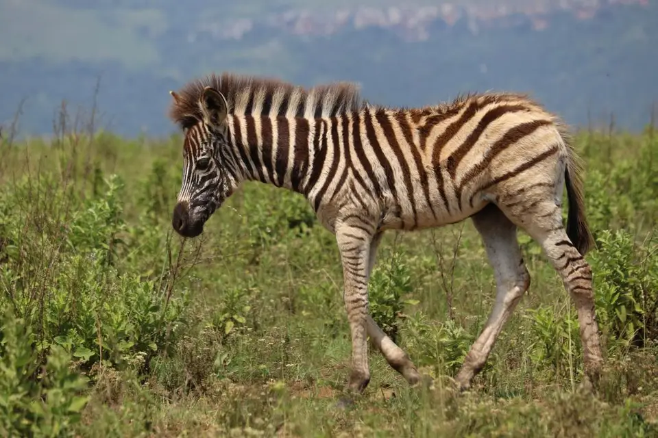 KZN28_(107).jpg