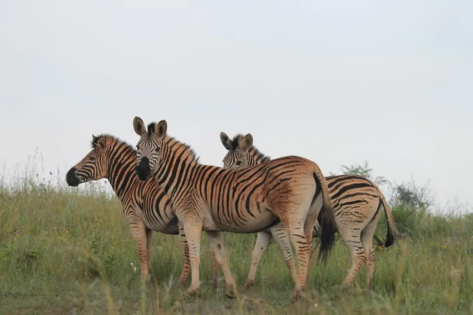 KZN28_(33).jpg