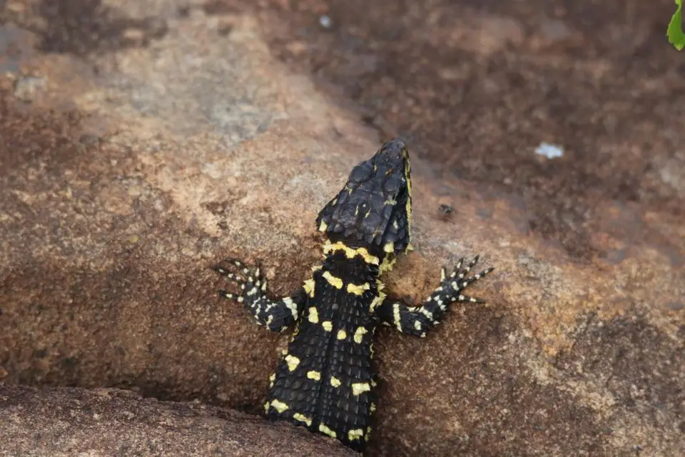KZN28_(60).jpg