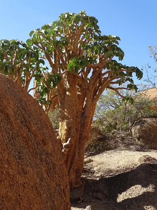 Namibia(54).jpg