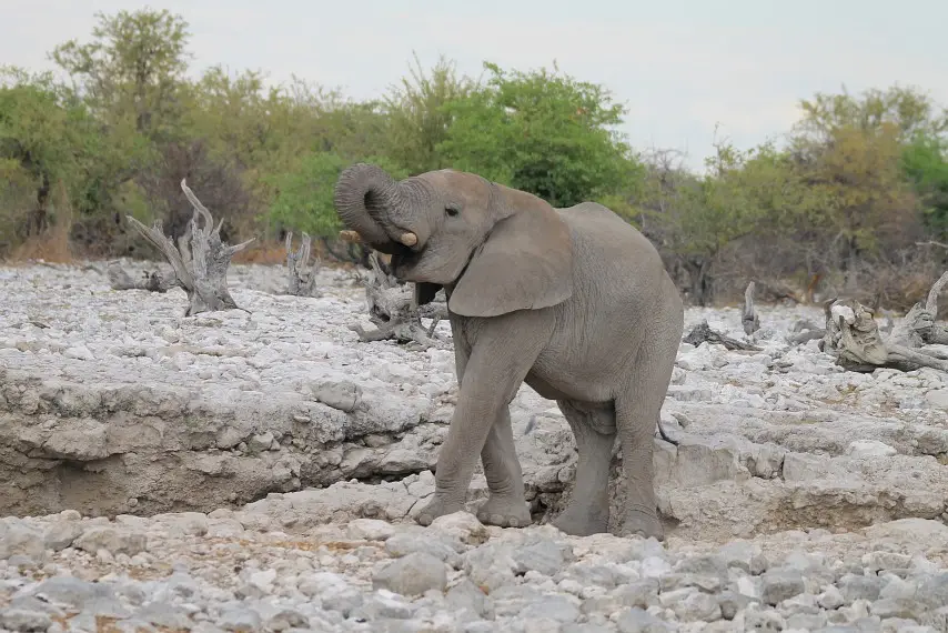 Namibia_(104)-2.jpg