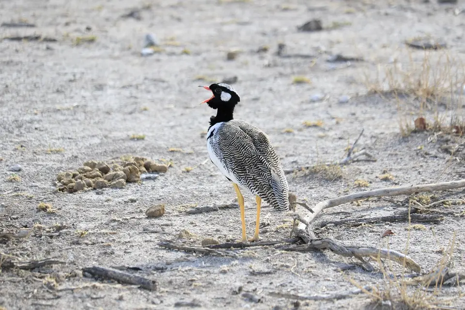 Namibia_(129).jpg