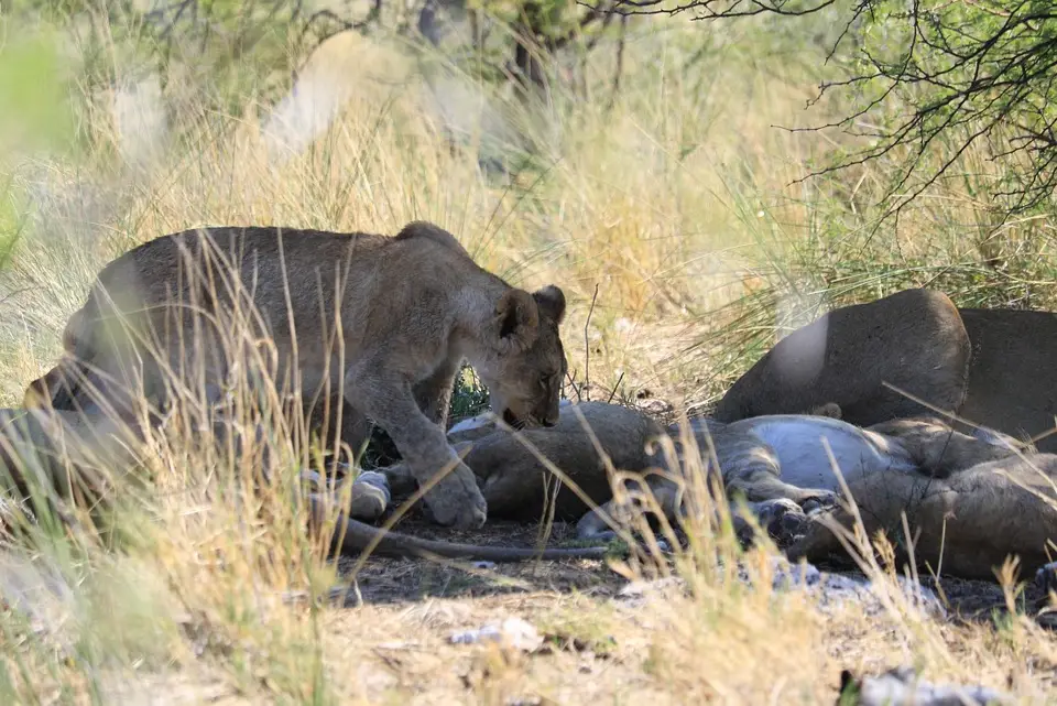 Namibia_(63).jpg