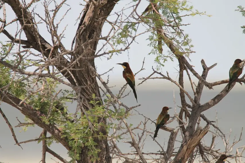 Namibia_(91).jpg