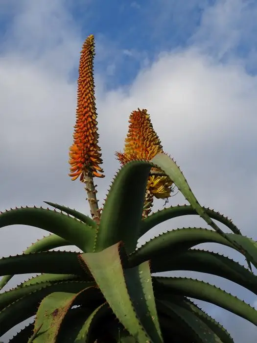 S.A.2018_084.jpg