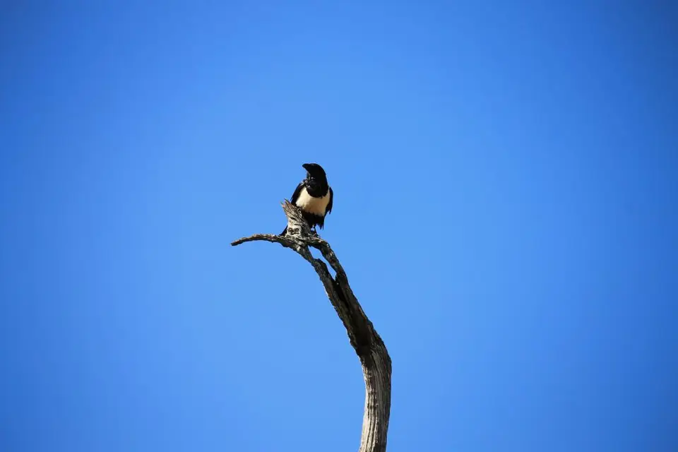 SA2016_006-2-3-4-5.jpg