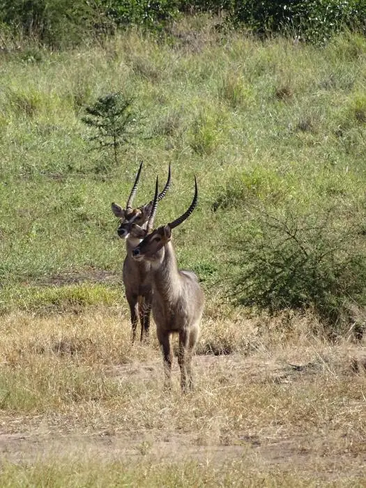 SA2016_009-2-3-4-5.jpg
