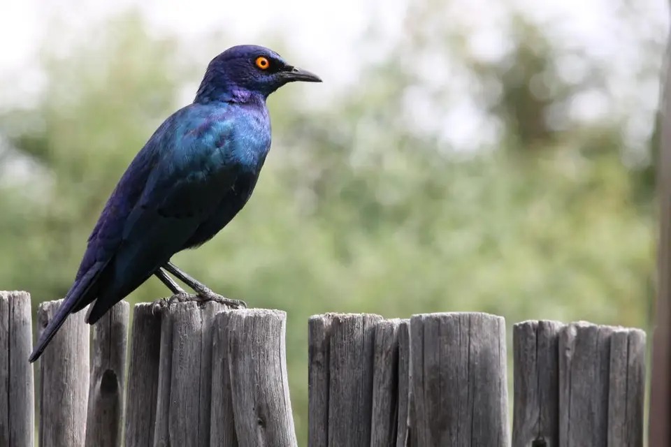 SA2016_044-2-3-4.jpg