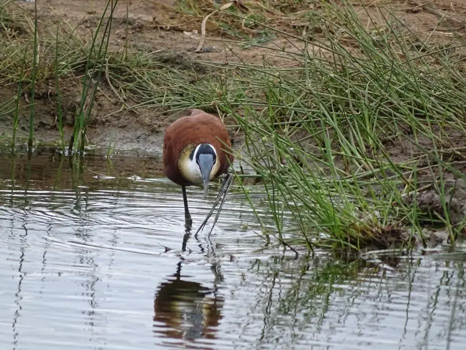 SA2016_049-2-3-4.jpg