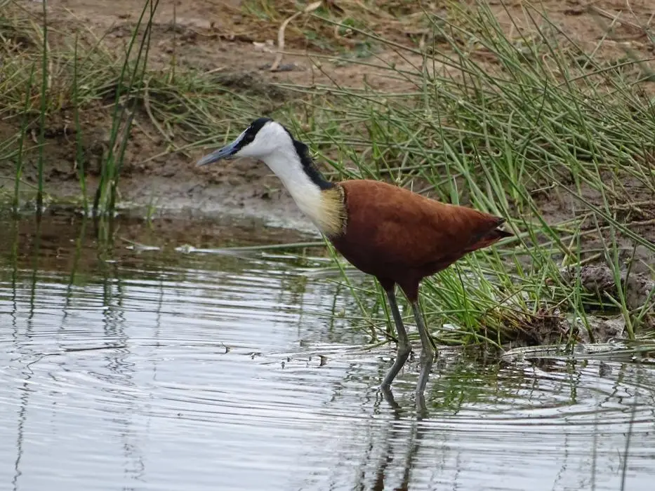 SA2016_050-2-3-4-5.jpg