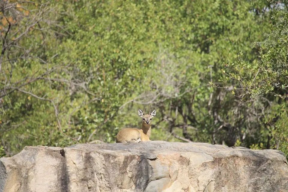 SA2016_065-2.jpg