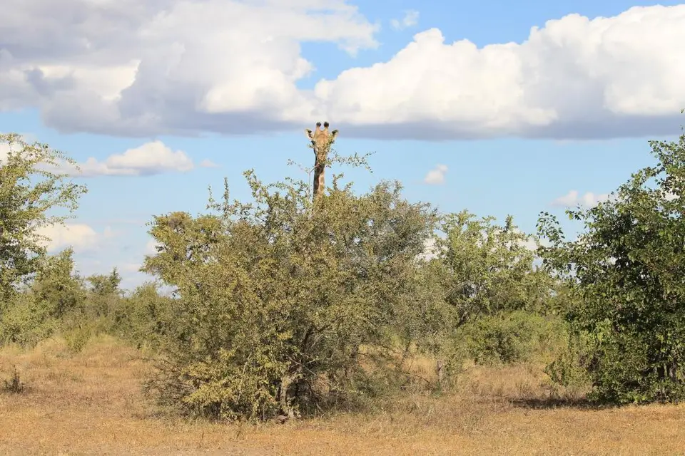 SA2016_067-2.jpg