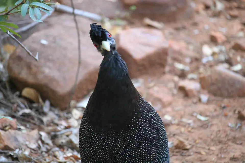 SA2016_081.jpg