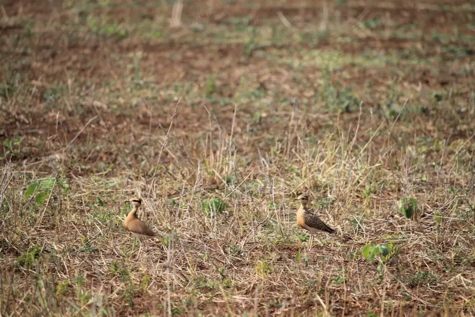 SA2016_085-2-3-4.jpg