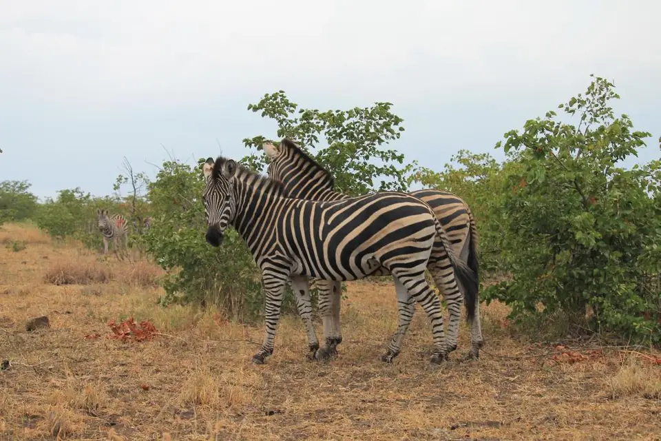 SA2016_088-2.jpg