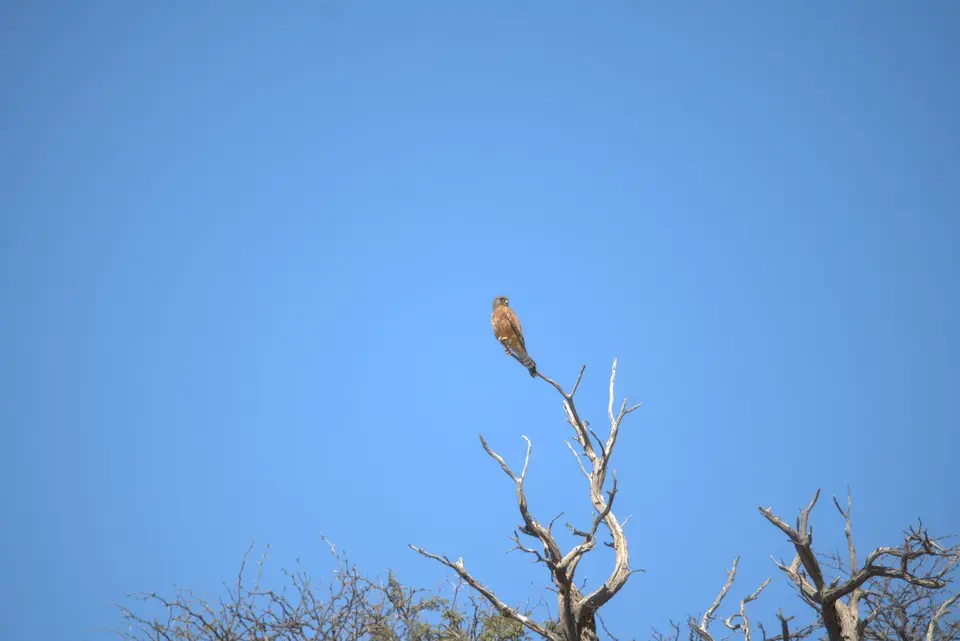 0011SteppenfalkeGreaterKestrel.jpg