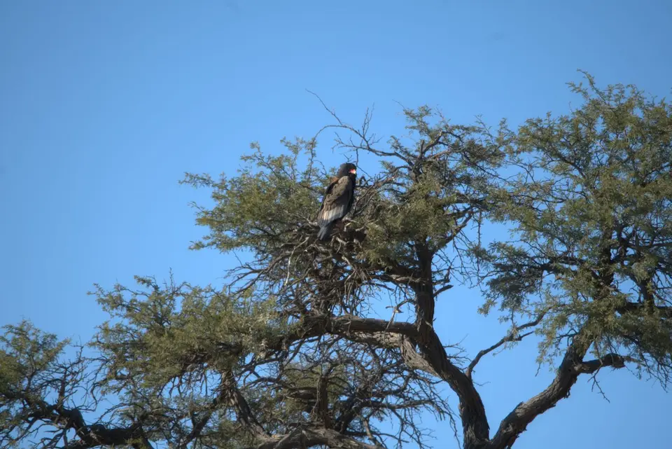 001Bateleur.jpg