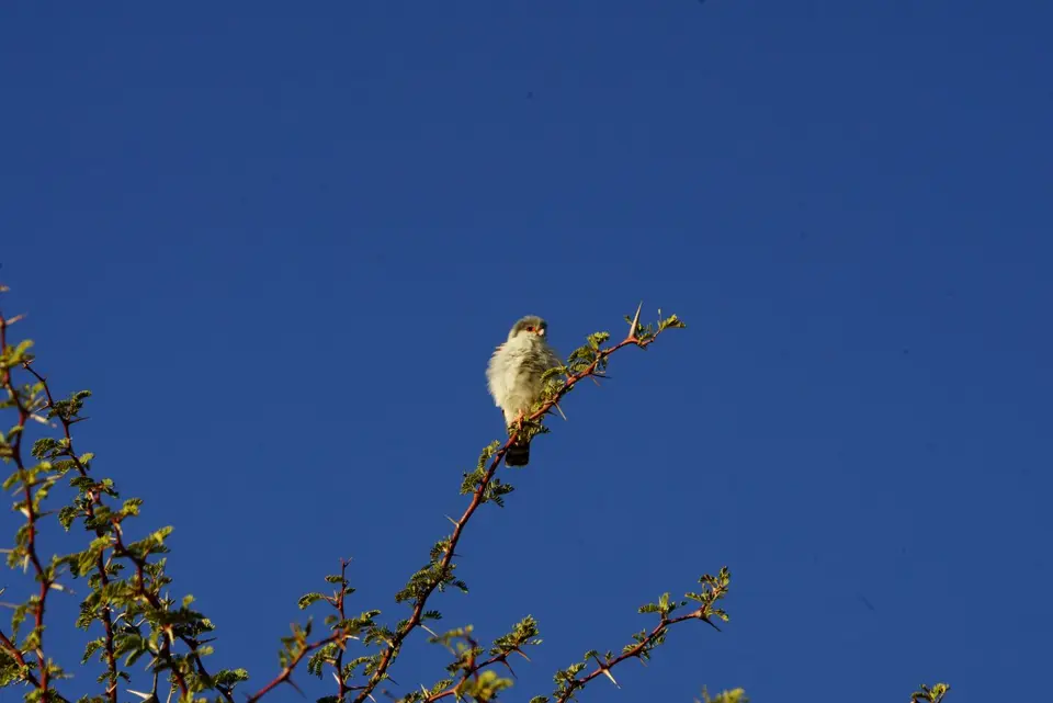 001Zwergfalke.JPG