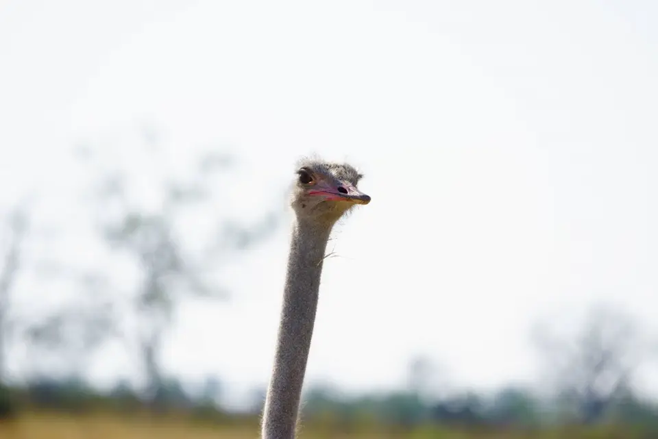 002CharakterkopfStrauß.JPG