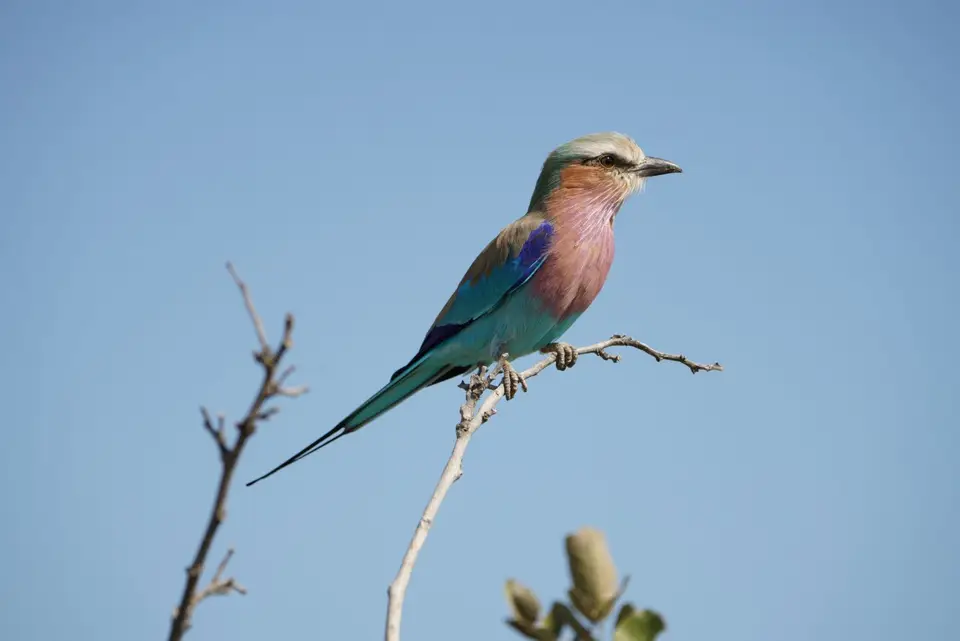 002Gabelracke.JPG