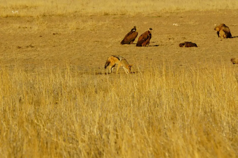 002SchakalundGeieranGiraffe.JPG
