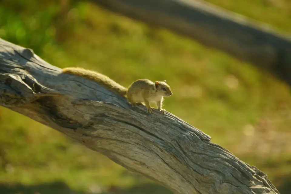 003Baumhörnchen.JPG