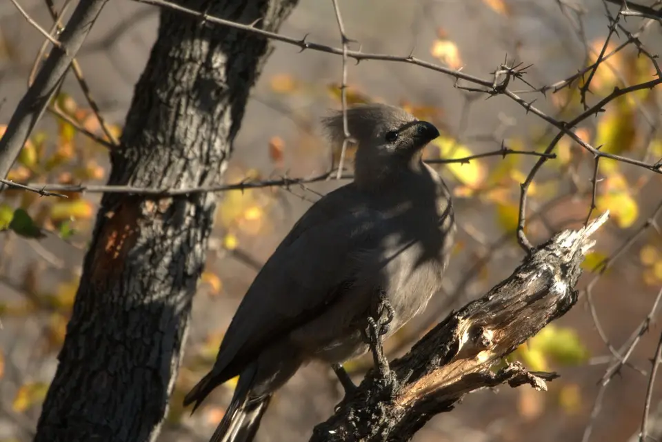 003Go-away-bird.jpg